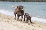 CANE CORSO 261
